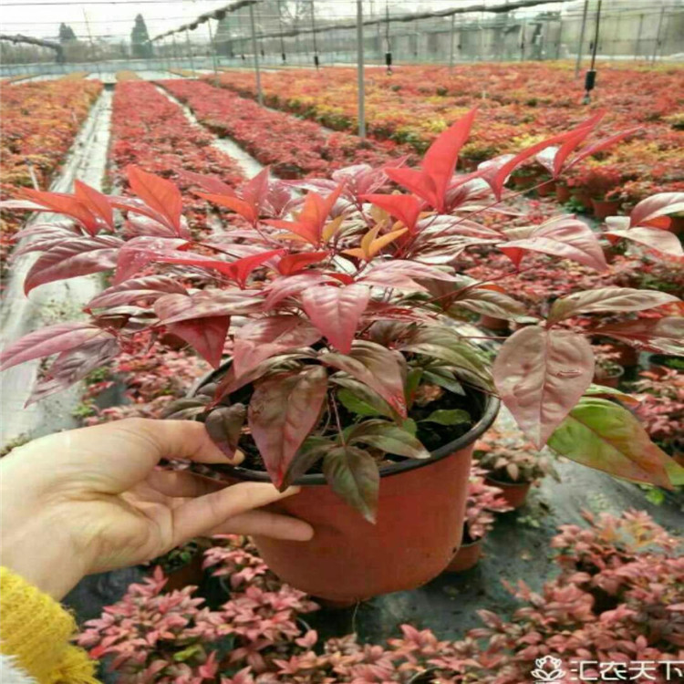 大量供应火焰南天竹扦插种苗别墅景观各种规格工程用苗