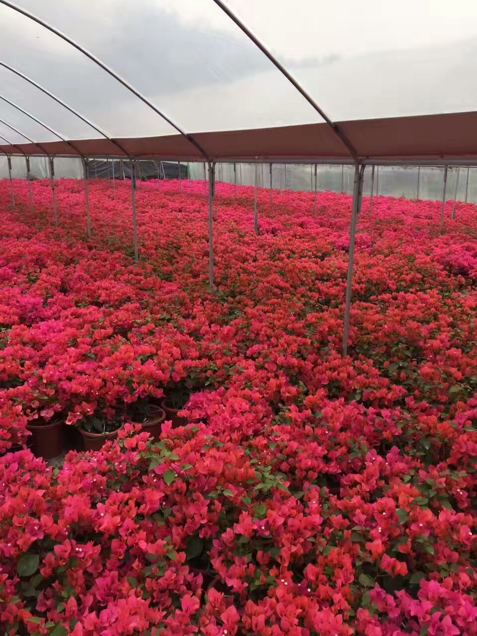 三角梅小苗基地 多色三角梅袋苗 云南三角梅批发 盆栽三角梅