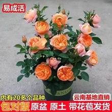 云南直发欧月季花苗果汁阳台带花苞庭院盆栽花园地栽四季开花卉