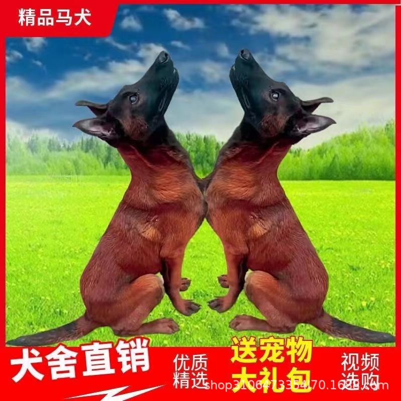 比利时马犬幼犬活体纯种爆红马犬黑马红马工作犬警犬护卫犬批发