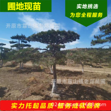 东北批发造型景观松 庭院绿化造型黑松小苗 园林造景工程造型油松