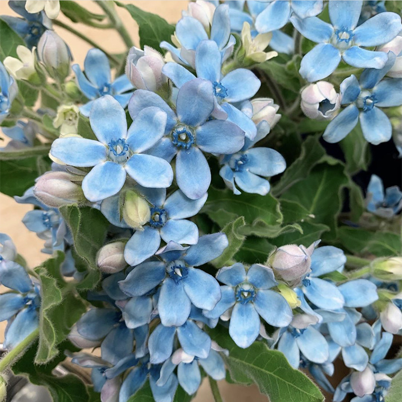 圆瓣蓝星花兰心花云南昆明斗南鲜花基地直发花束家用水养兰星配花