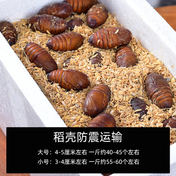 大黄蚕蛹500克丹东宽甸东北特产柞蚕蛹新鲜活蚕蛹大茧蛹蝉蛹