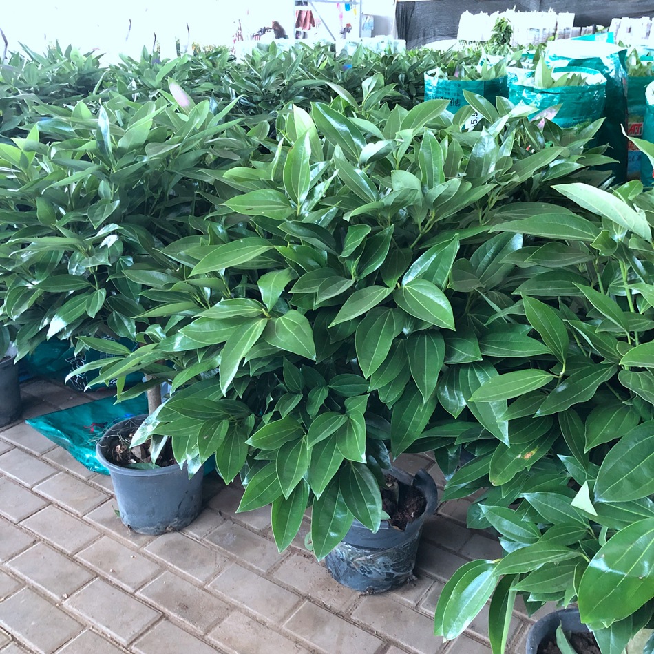 平安树盆栽 兰屿肉桂 红头屿肉桂 台湾大叶肉桂 室内外绿化苗木