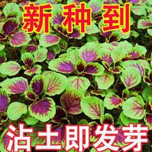 苋菜种子红圆叶红柳叶苋菜种籽四季播菜阳台蔬菜盆栽蔬菜种子大全