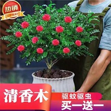 清香木胡椒木驱蚊驱虫盆栽绿植植物室内四季常青净化空气盆景花卉