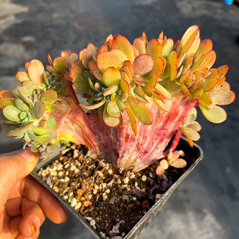 缀化多肉植物老桩 缀化多肉稀有缀化板子 红色四季绿植盆栽萌肉肉