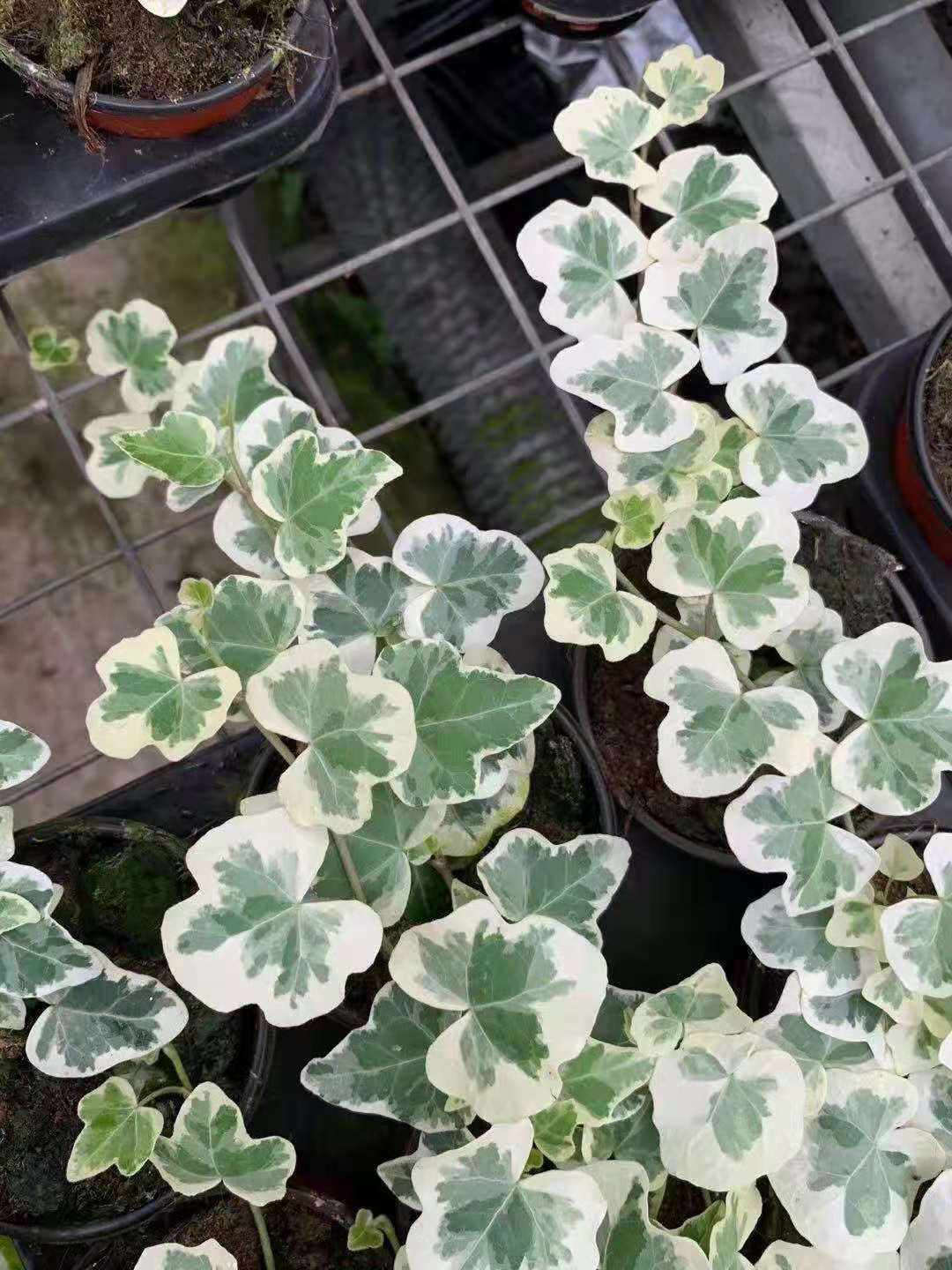 【基地直供】室内小盆栽花卉 居家绿植盆栽 盆栽花卉 90雪莹