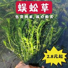 蜈蚣草水草植物养龟鱼草缸净水绿植新手养鱼绿菊鱼缸造景后景水草