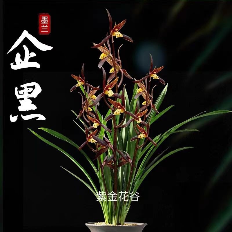 带花苞兰花苗墨兰企黑品种室内四季好养兰盆栽浓香型花卉