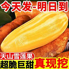 正宗天山雪莲果1/3/5/10斤红心新鲜脆甜水果应季整箱批发