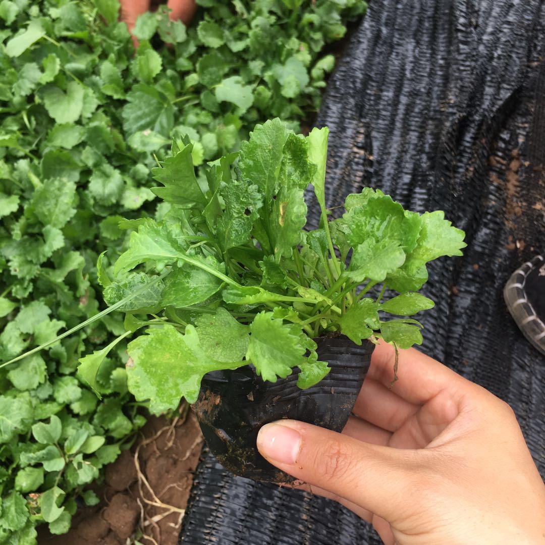 大滨菊杯苗 园林绿化用西洋大滨菊杯苗 多年生宿根花卉大白菊盆栽