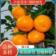 橘子苗批发 绿植盆栽砂糖橘、蜜桔、金桔、贡桔、丑橘基地种植
