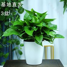 绿植批发手慢无绿萝盆栽室内植物花家用新房吸除长藤大叶绿箩代发