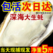十里馋包活鲜活新鲜牡蛎超大特大肉海蛎子5斤海鲜刺身 XXXXL(190g