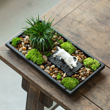 乌金石微景观植物摆件小型真植物桌面办公桌客厅家居装饰