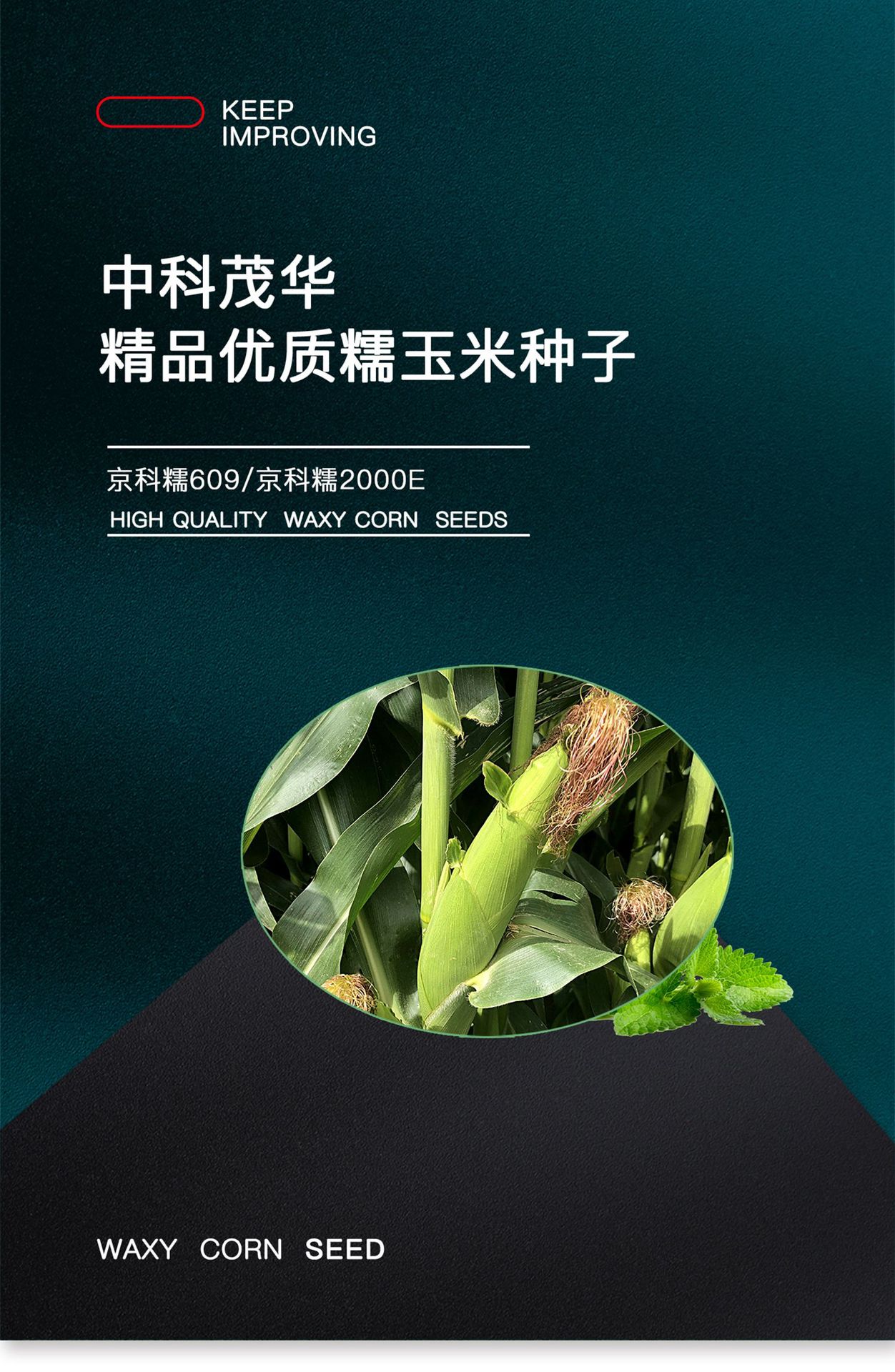 农科玉京科糯2000玉米种子京科糯609甜糯国审玉米原装种子农科院