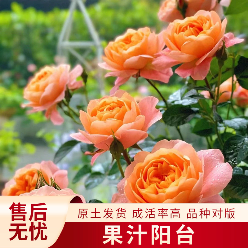 果汁阳台月季小苗盆栽四季开花带花室内观花植物多头玫瑰阳台盆栽