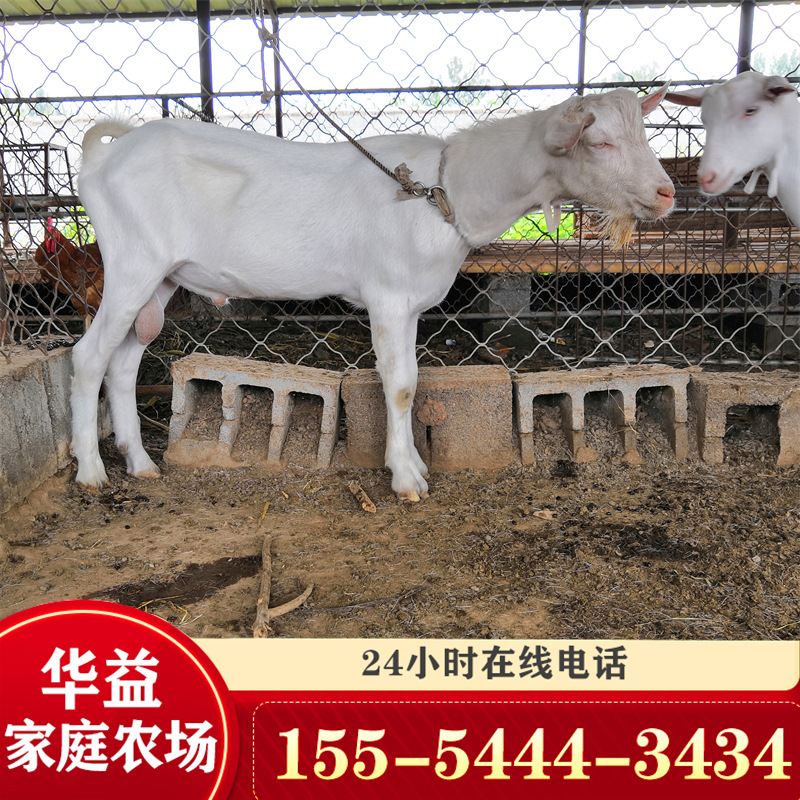 4个月奶山羊一只 奶山羊啊一只 一头奶山羊-阿里巴巴