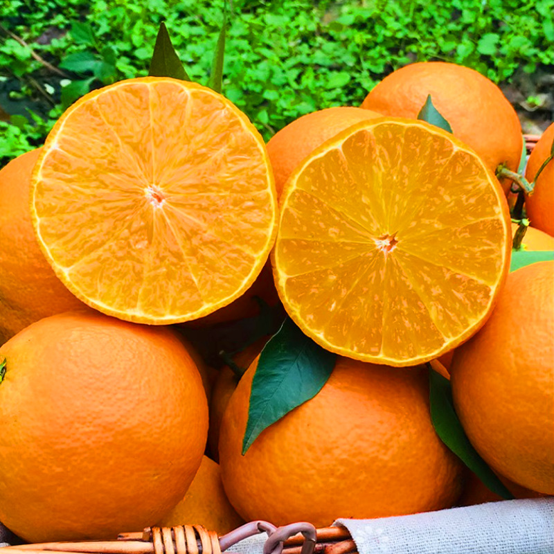现摘爱媛果冻橙手剥甜橙新鲜柑橘子 新鲜水果 直发爱媛38果冻橙子
