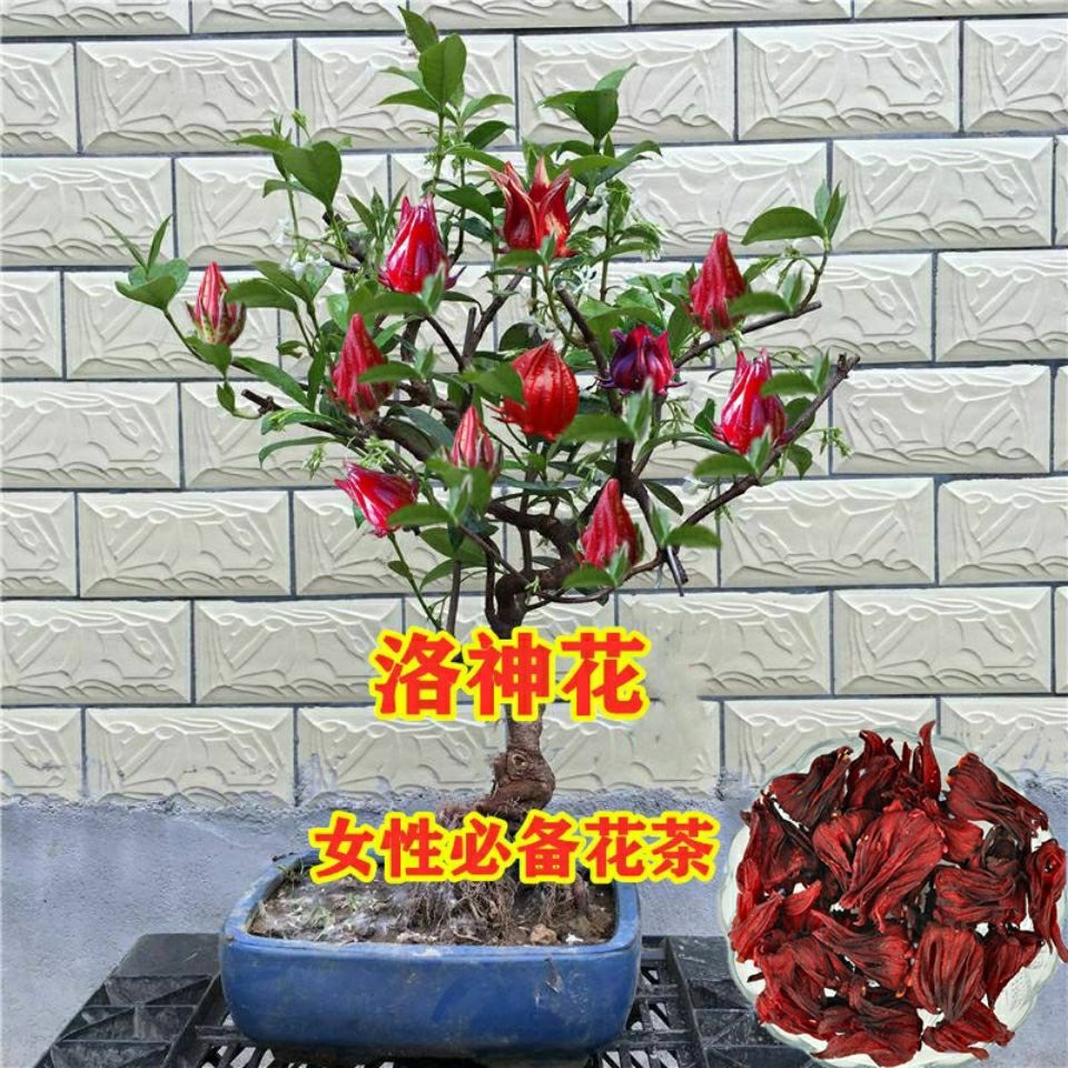 洛神花苗红桃k树苗玫瑰茄花朵可食用盆栽庭院种植南北方四季开花