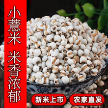 大薏米薏米仁批发农家自种薏米可搭配薏米红豆粥杂粮粗粮量大从优