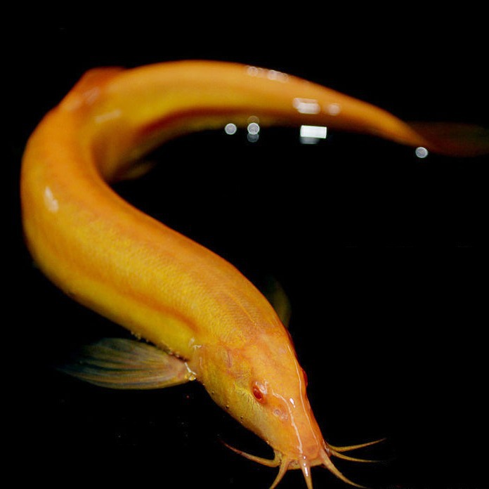 黄金鳅清道夫金龙鳅好养黄金泥鳅淡水鱼小金鱼耐活活体观赏鱼包邮