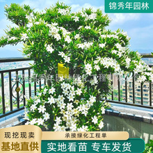 栀子花小苗基地批发气味芳香规格齐全园林绿化花卉植物栀子花盆栽