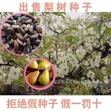 梨树种子砀山梨鸭梨种子琵琶树种子成活率高室内盆栽梨树种子