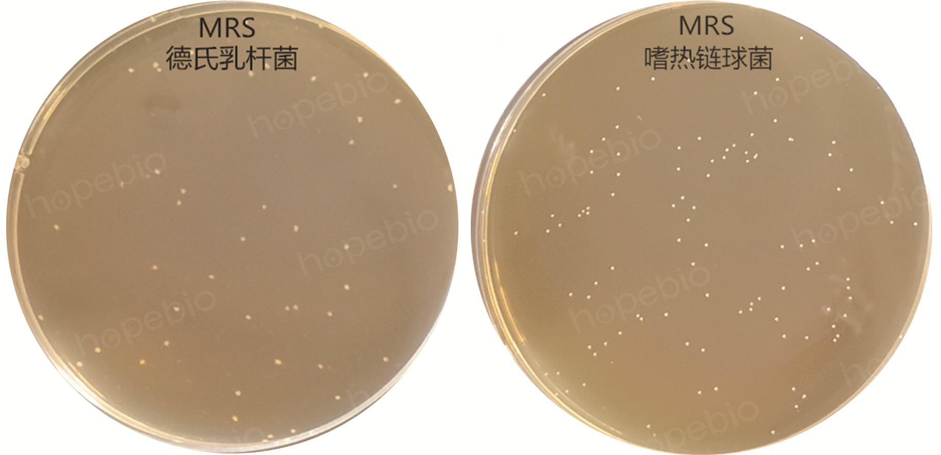 mrs上德氏乳杆菌和嗜热链球菌的菌落形态:称取本品 66.