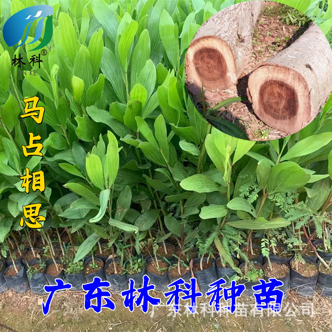 相思树苗大叶相思木苗小叶台湾相思树马占相思风景造林复绿树常绿