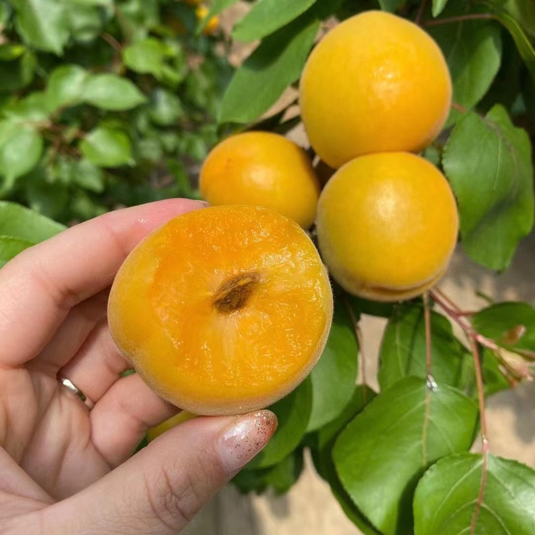 【陕西金太阳头茬大黄杏】酸甜爽口孕妇新鲜水果 农家种植5斤代发