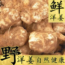 斤洋姜现挖洋姜新鲜鬼子姜不辣姜菊芋洋姜种子2斤5斤装厂一件批发