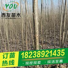 107杨树苗多少钱一棵 速生杨树苗怎么卖 河南无絮杨种植 白杨树苗