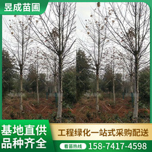 枫香树 株高3.5米庭院园林工程绿化苗木落叶型乔木行道树枫香树