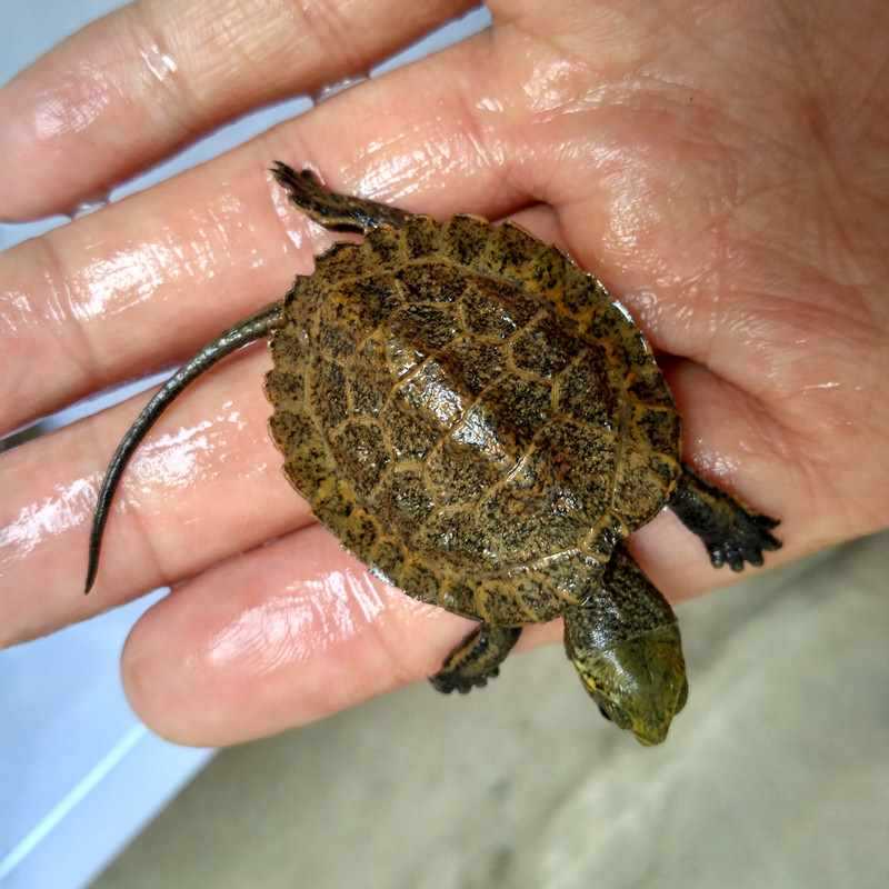 纯种日石龟大龟日石杂花草龟活体石龟宠物龟招财冷水龟网红小乌龟