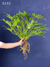 暖房植物天南星科蔓绿绒小天使水培植物室内养绿植盆栽龙鳞仙春羽