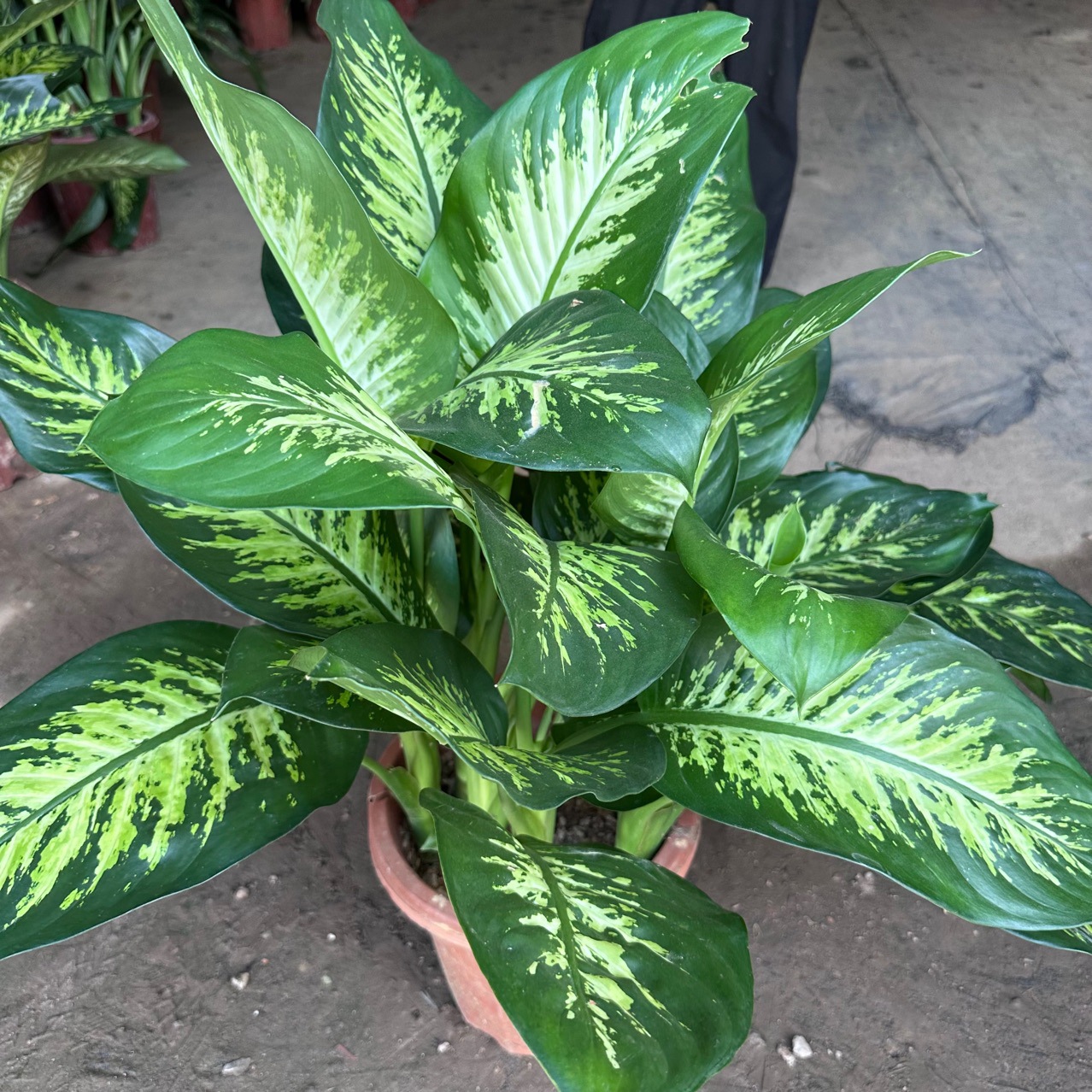 基地直发 花叶斑马万年青 观赏植物办公室好养桌面绿植净化空气