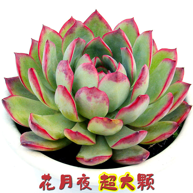 花月夜多肉老桩植物大颗盆栽阳台庭院好养易活一物一拍超萌巨型花