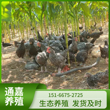 活体芦花鸡苗价格 农村散养成年黑种小芦花鸡 养殖场出售汶上芦花
