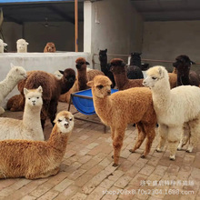 萌宠羊驼出售 家养萌宠白色小羊驼多少钱  萌宠互动羊驼租赁