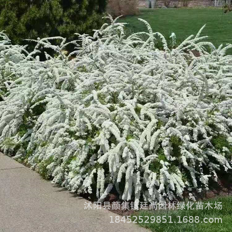 珍珠梅 丛生珍珠梅 东北珍珠梅 喷雪花珍珠梅植物树苗