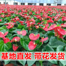 红掌白掌盆栽一帆风顺花卉室内好养绿植四季开花净化空气水培植物