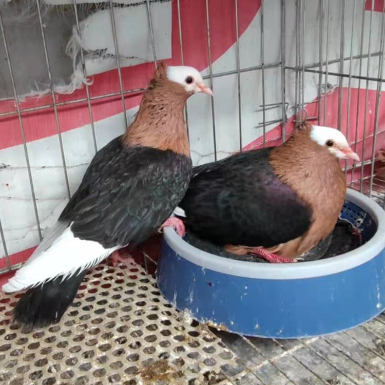 孝头天使鸽 天使鸽子一对多少钱 天使鸽有几种颜色 观赏鸽养殖场