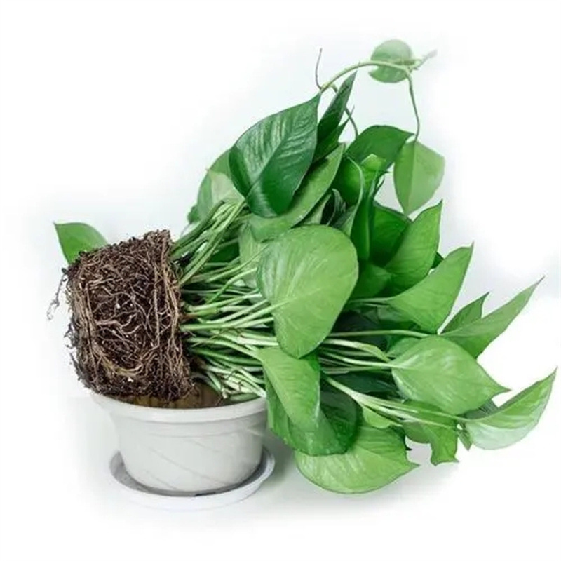 绿萝盆栽花卉植物室内长藤垂吊兰大绿箩水培绿植包邮-阿里巴巴