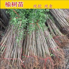 庭院种植苗木榆树苗速生榆树苗绿化工程苗占地拆迁苗耐寒好养包邮