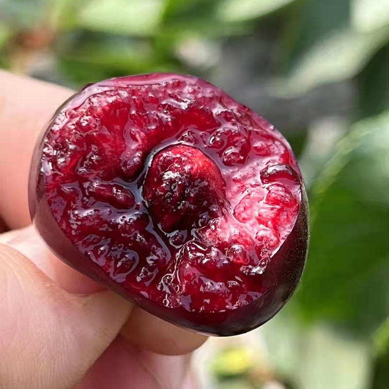 大连美早樱桃现货当季大车厘子5斤装3j4j5j新鲜孕妇水果顺丰包邮