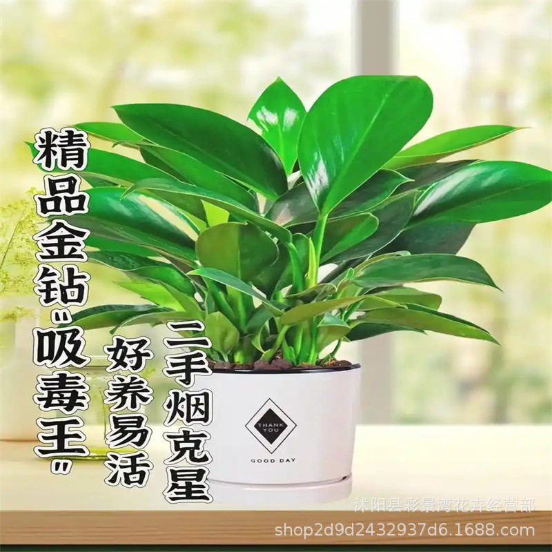 铂金钻盆栽绿萝箩花卉植物室内花水培绿植多肉发财树吸除甲醛家居