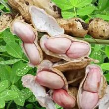 现挖鲜花生10斤2斤装带壳生花生农家自种生花生新鲜湿花生 生花生