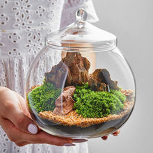 苔藓植物微景观生态瓶盆景室内桌面趣味微型景观创意DIY绿植摆件